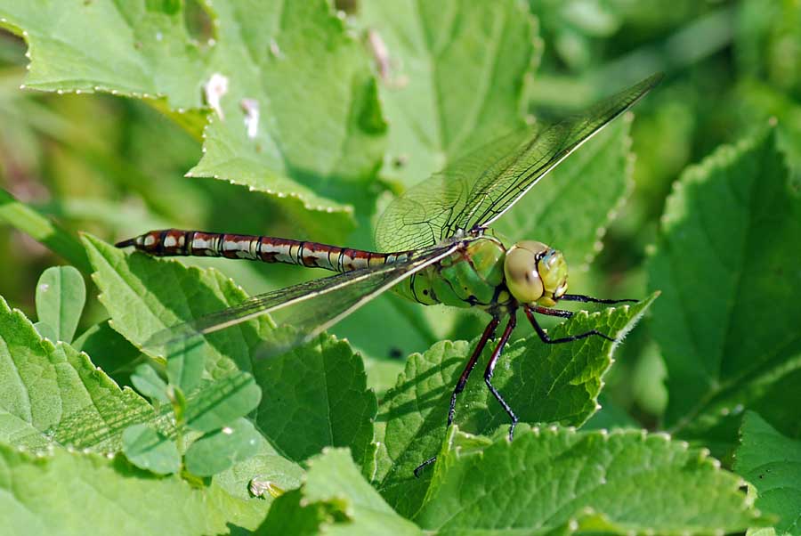 Da identificare - Anax imperator (femmina)